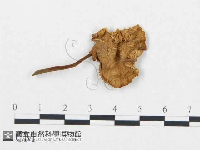 杯傘屬藏品圖，第3張
