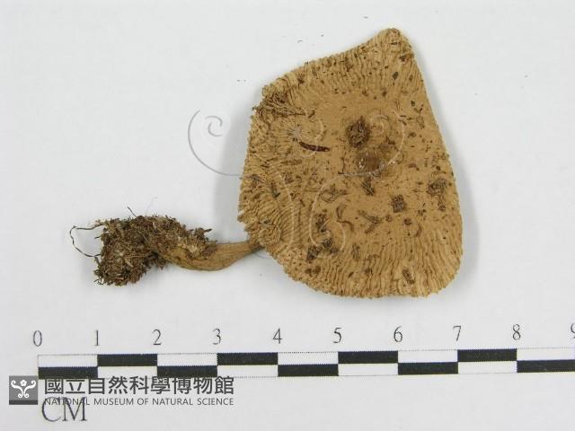 登錄號:F0005177藏品圖，第3張