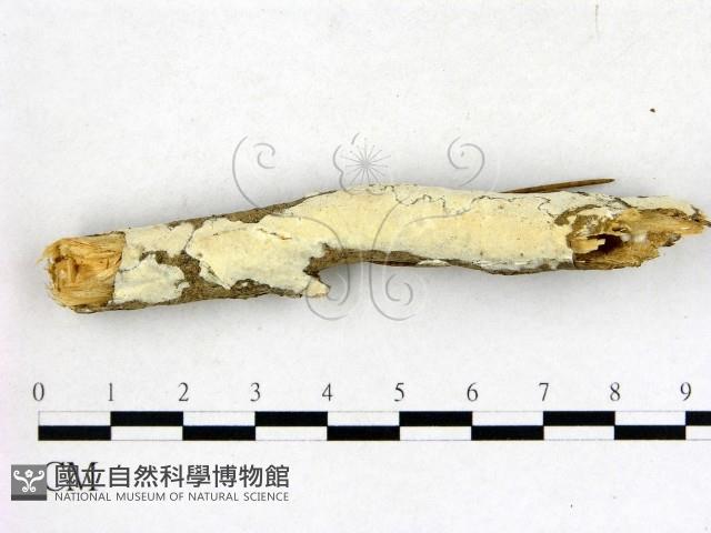 登錄號:F0015177藏品圖，第3張