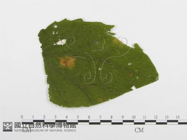 登錄號:F0019177藏品圖，第1張