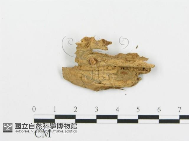 登錄號:F0003177藏品圖，第1張