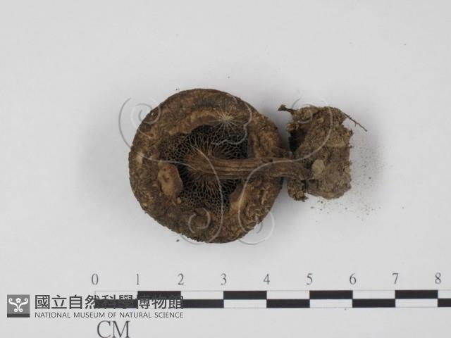 登錄號:F0013177藏品圖，第3張
