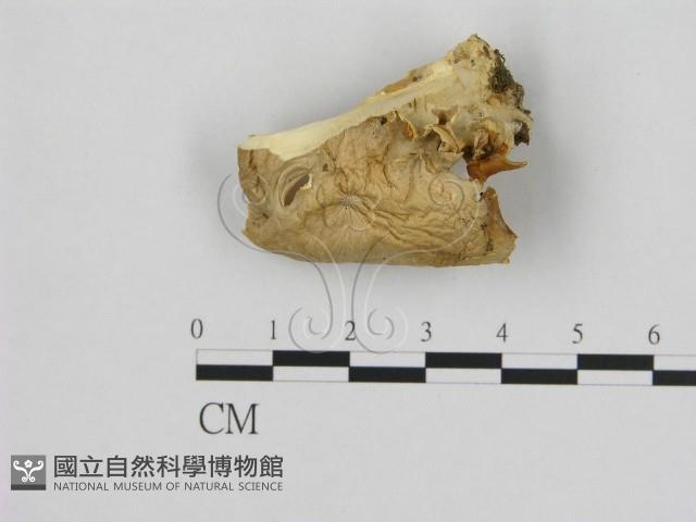 登錄號:F0008077藏品圖，第3張