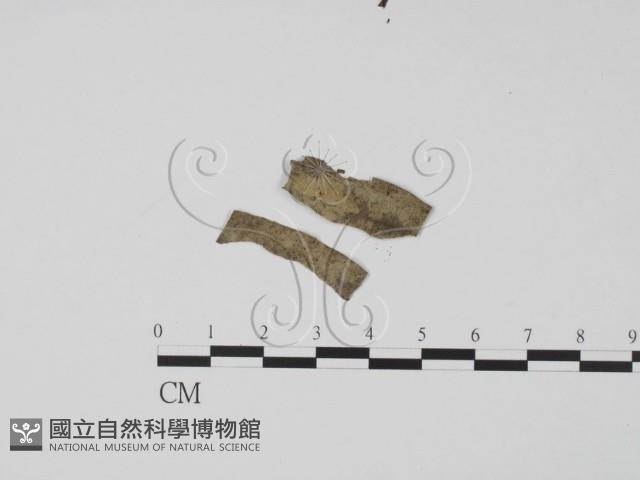 館號:F0020077藏品圖，第3張
