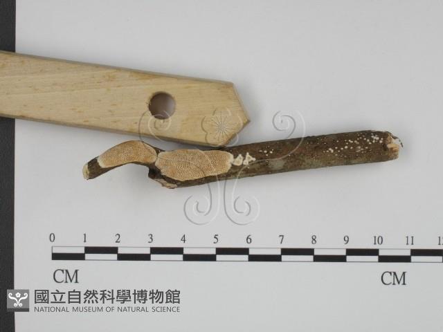登錄號:F0001077藏品圖，第3張