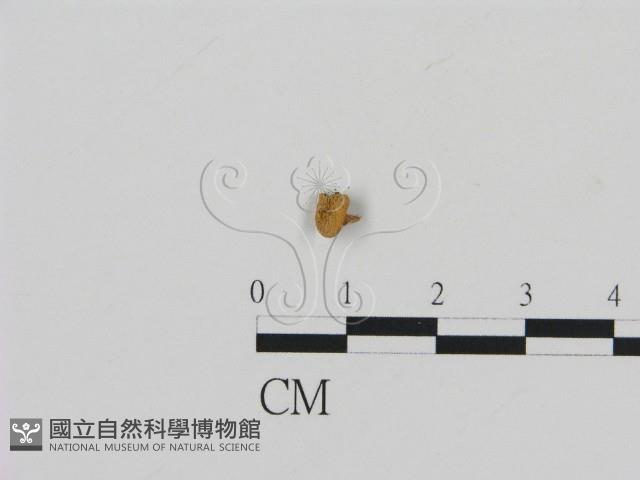 濕傘屬藏品圖，第3張