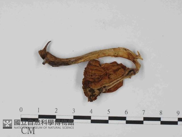 登錄號:F0024077藏品圖，第3張