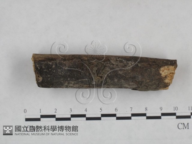 登錄號:F0025077藏品圖，第3張