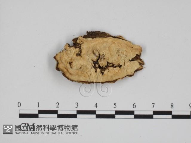 登錄號:F0009077藏品圖，第3張