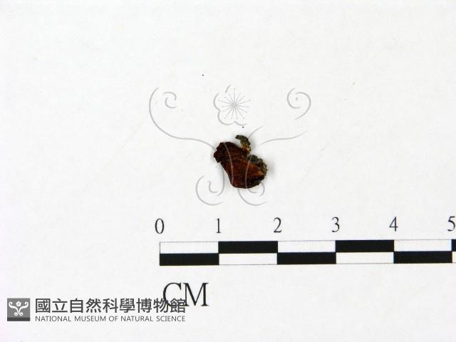 登錄號:F0023077藏品圖，第3張
