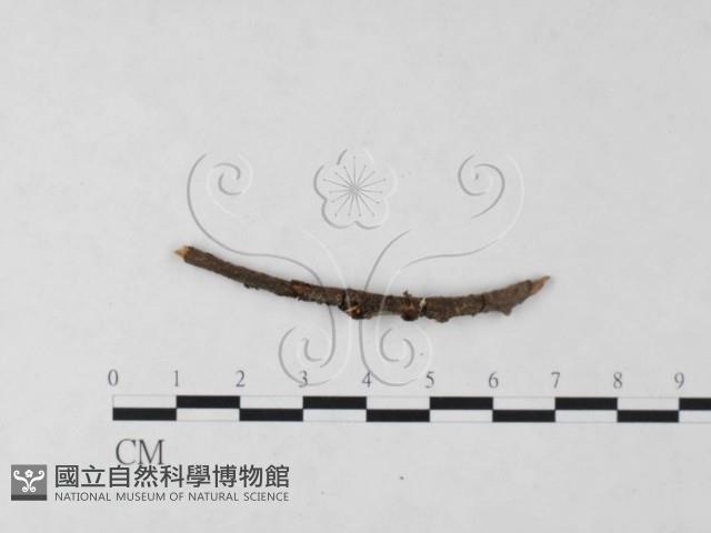 登錄號:F0003077藏品圖，第3張