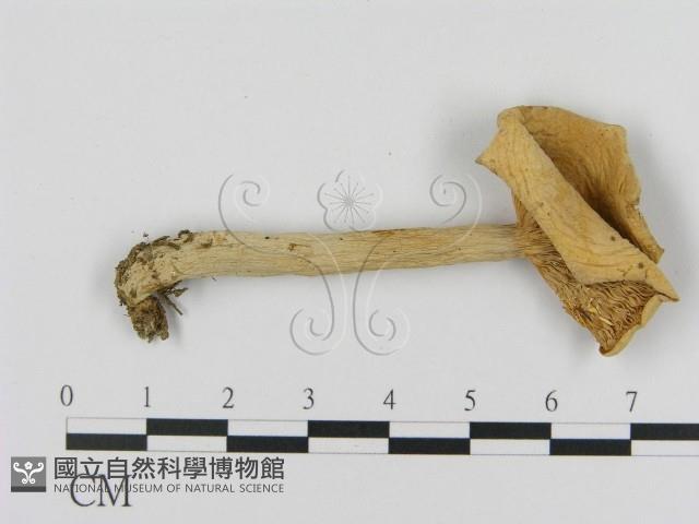 乳菇屬藏品圖，第3張