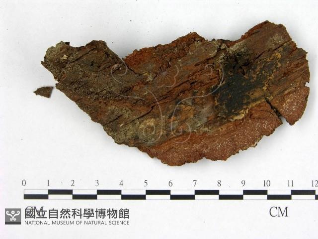 花耳屬藏品圖，第3張