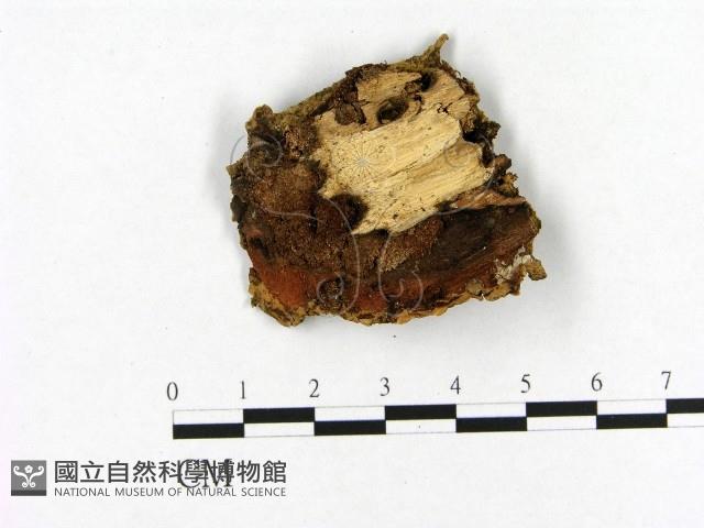 登錄號:F0020377藏品圖，第3張