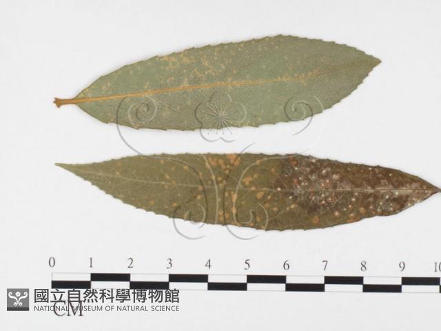 登錄號:F0026377藏品圖，第1張
