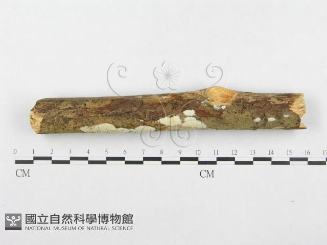 登錄號:F0001377藏品圖，第1張