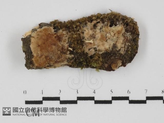 登錄號:F0031377藏品圖，第3張