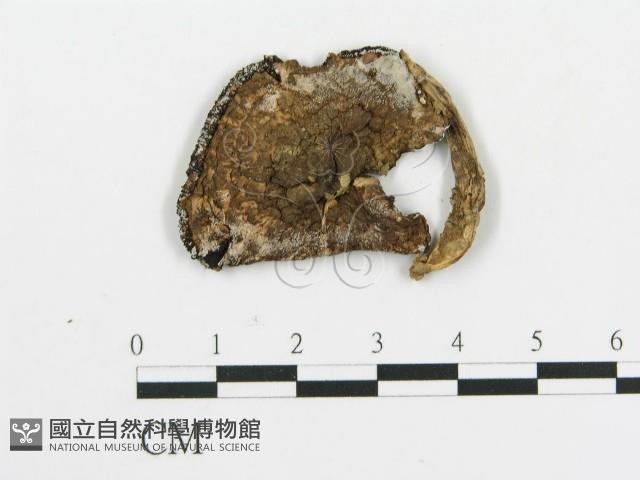 傘菌屬藏品圖，第3張