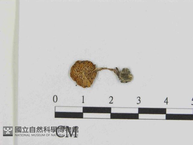 登錄號:F0014377藏品圖，第3張