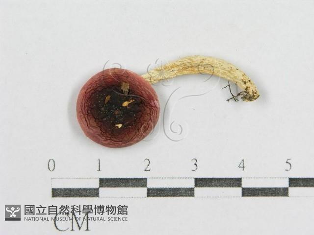 紅菇屬藏品圖，第3張