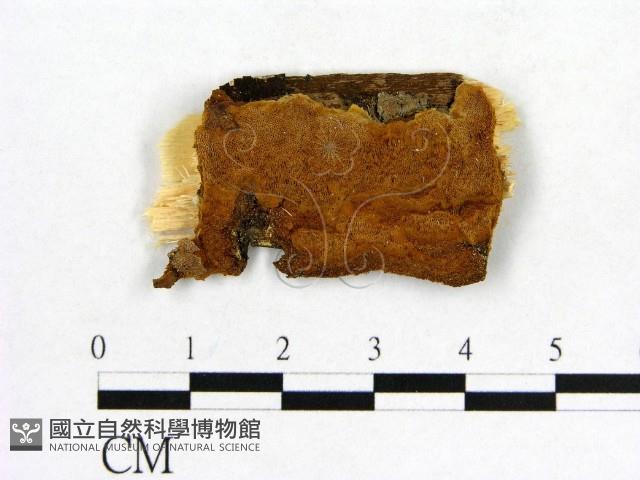 登錄號:F0017377藏品圖，第1張