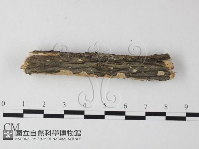 多年臥孔菌屬藏品圖，第3張