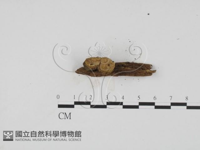 登錄號:F0005377藏品圖，第3張