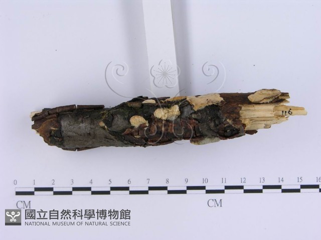 登錄號:F0008265藏品圖，第3張