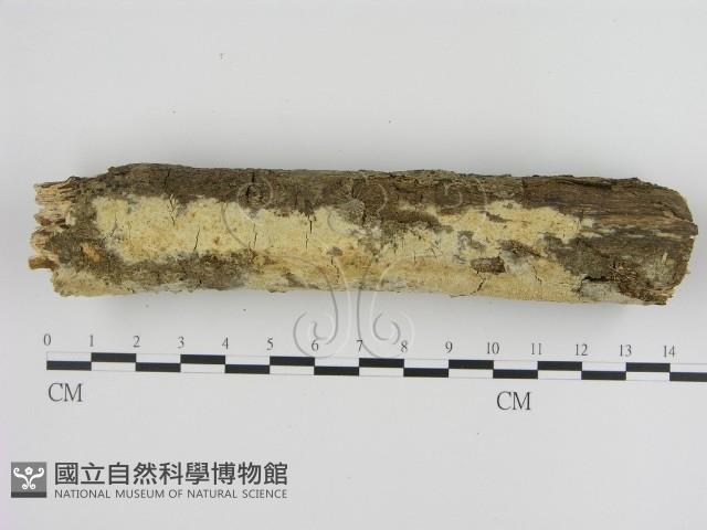 登錄號:F0000265藏品圖，第3張