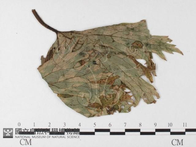 登錄號:F0026265藏品圖，第1張