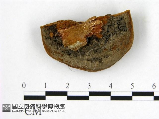 登錄號:F0006265藏品圖，第3張