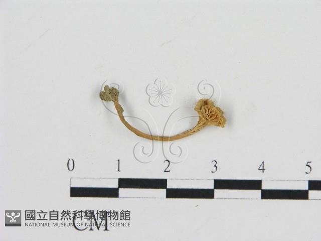 濕傘屬藏品圖，第3張