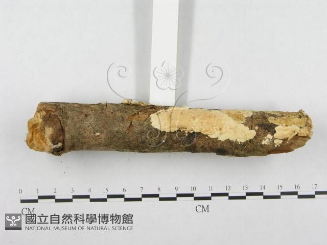 登錄號:F0001265藏品圖，第3張