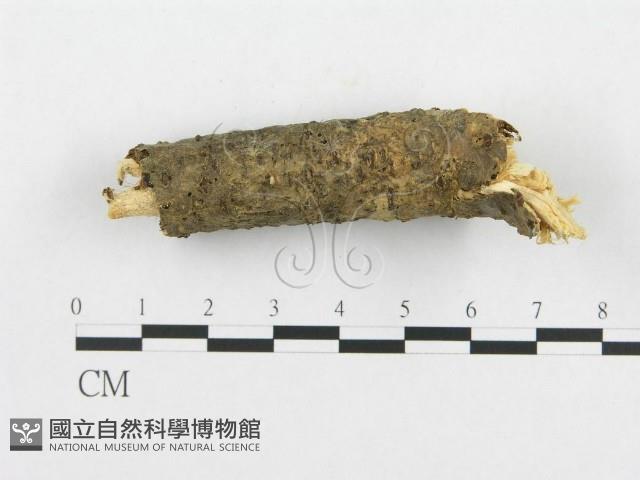 登錄號:F0011265藏品圖，第3張