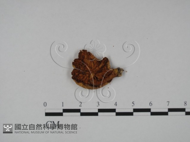 登錄號:F0014265藏品圖，第3張