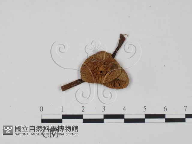 登錄號:F0022265藏品圖，第3張