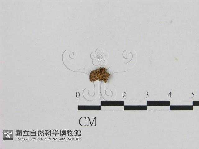 小菇屬藏品圖，第3張