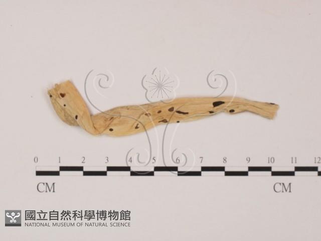 登錄號:F0012265藏品圖，第3張