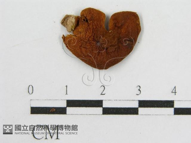 登錄號:F0005265藏品圖，第3張