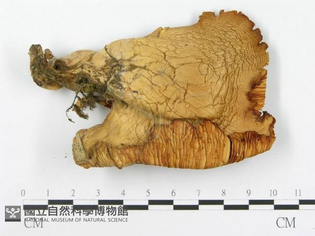 登錄號:F0009265藏品圖，第3張