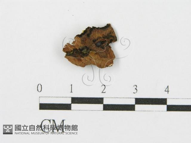 登錄號:F0003265藏品圖，第3張