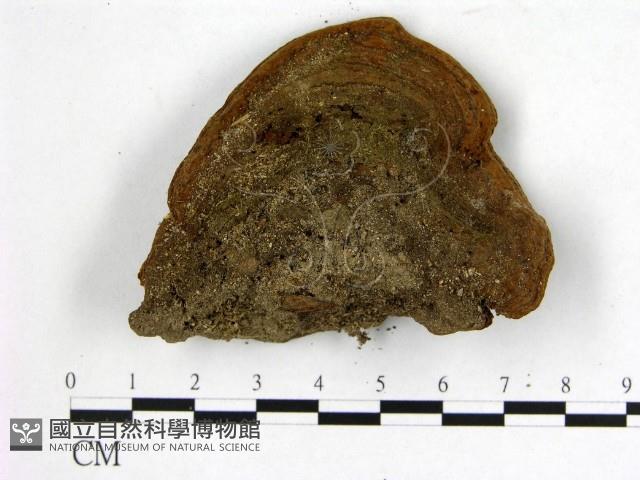 登錄號:F0018865藏品圖，第3張
