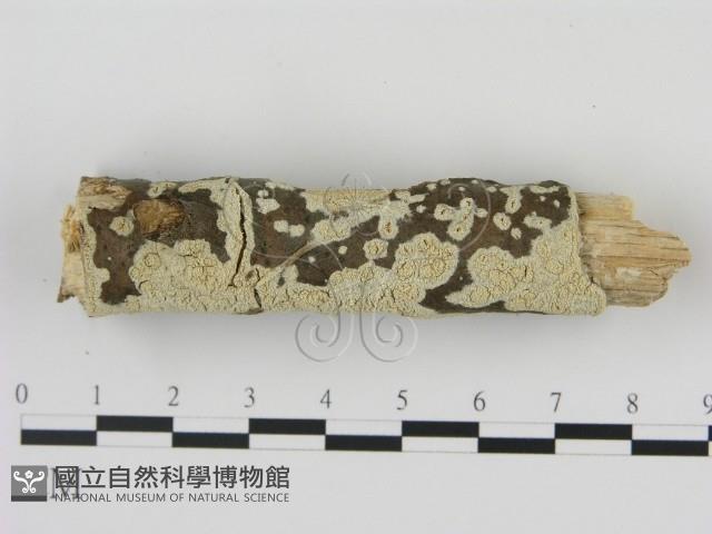登錄號:F0020865藏品圖，第3張