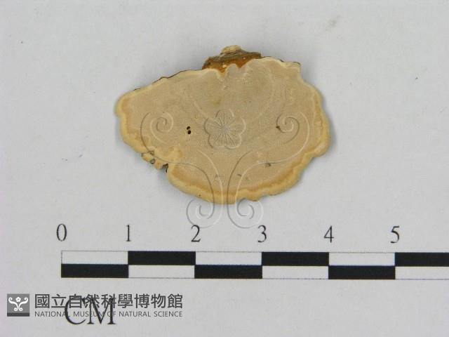 相鄰小孔菌藏品圖，第3張