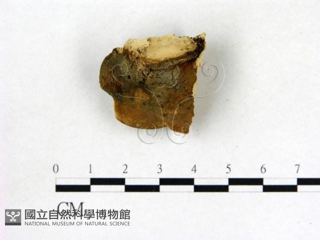 登錄號:F0006865藏品圖，第3張