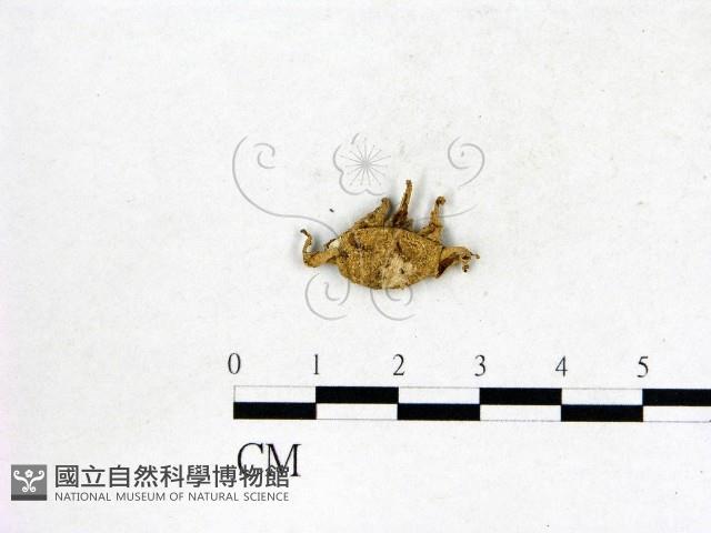 地星屬藏品圖，第3張