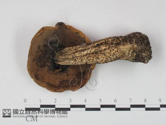 登錄號:F0021865藏品圖，第3張