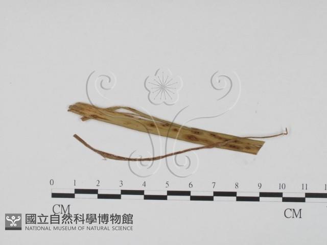 登錄號:F0011865藏品圖，第3張