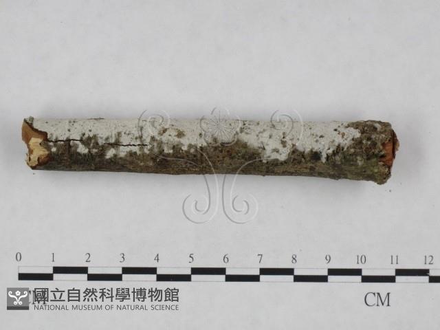 登錄號:F0024865藏品圖，第3張