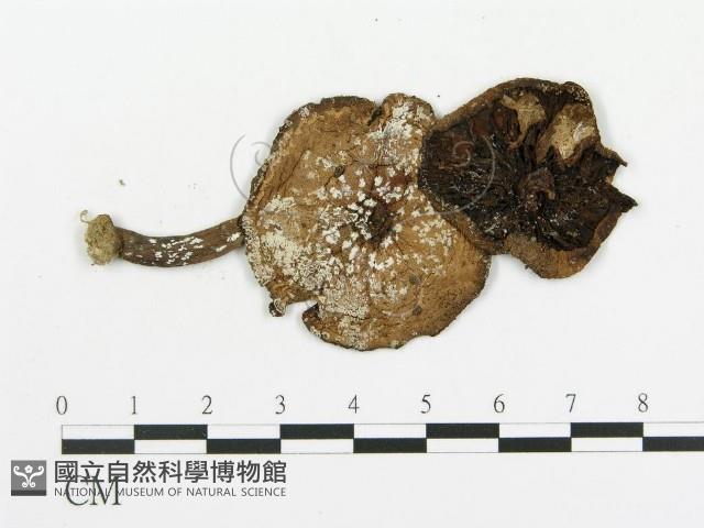傘菌屬藏品圖，第3張